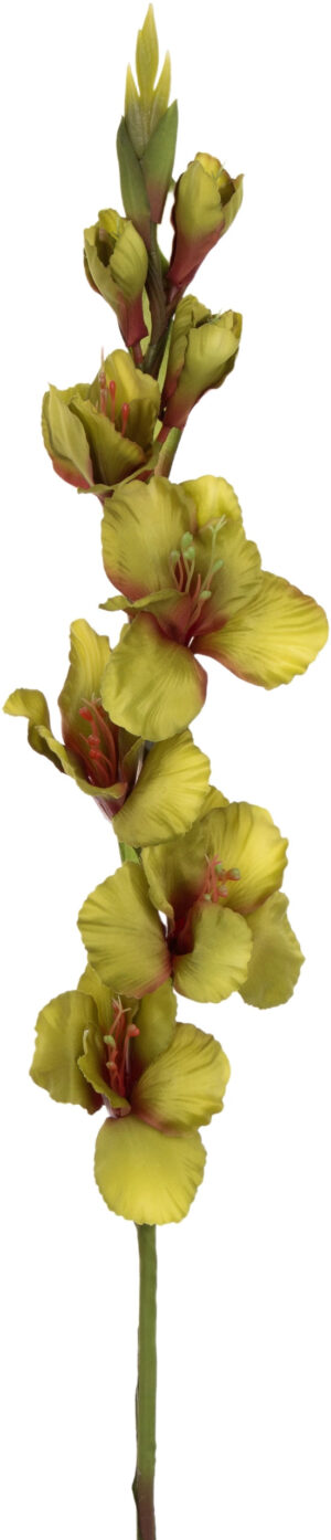 MIECZYK GLADIOLA OLIVE OLIWKOWY 85 CM JAK ŻYWY