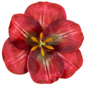 12X MAGNOLIA RED GŁÓWKA WYROBOWA