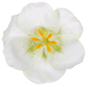 12X MAGNOLIA CREAM GŁÓWKA WYROBOWA