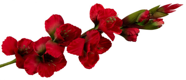 MIECZYK GLADIOLA CZERWONO ZIELONY 85 CM JAK ŻYWY - obrazek 2