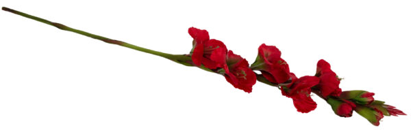 MIECZYK GLADIOLA CZERWONO ZIELONY 85 CM JAK ŻYWY - obrazek 3