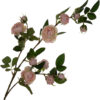 DZIKA RÓŻA GAŁĄZKA DELICATE APRICOT 80 CM
