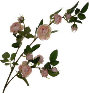 DZIKA RÓŻA GAŁĄZKA DELICATE APRICOT 80 CM