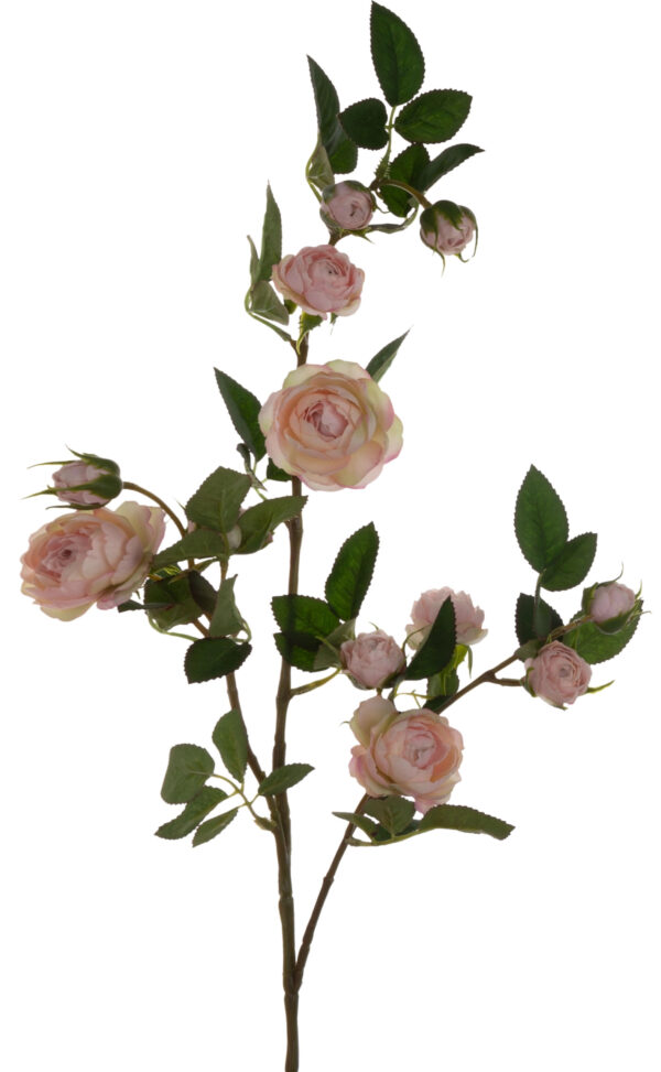 DZIKA RÓŻA GAŁĄZKA DELICATE APRICOT 80 CM - obrazek 2