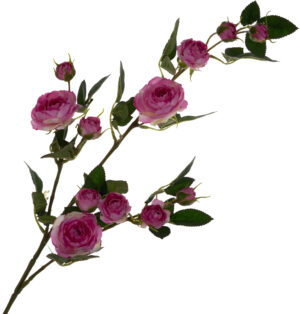 DZIKA RÓŻA GAŁĄZKA FIOLETOWA 80 CM LT VIOLET EDGE VIOLET