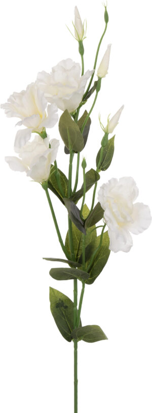EUSTOMA LT. CREAM GAŁĄZKA 82 CM