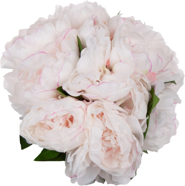 PIWONIA PEONIA BUKIET PREMIUM 12 KWIATÓW CREAM POWDER PINK JASNY KREM RÓŻ - obrazek 2