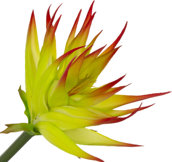GUZMANIA JUICY GREEN ZIELONA CZERWONA GUMOWA 88 CM - obrazek 2