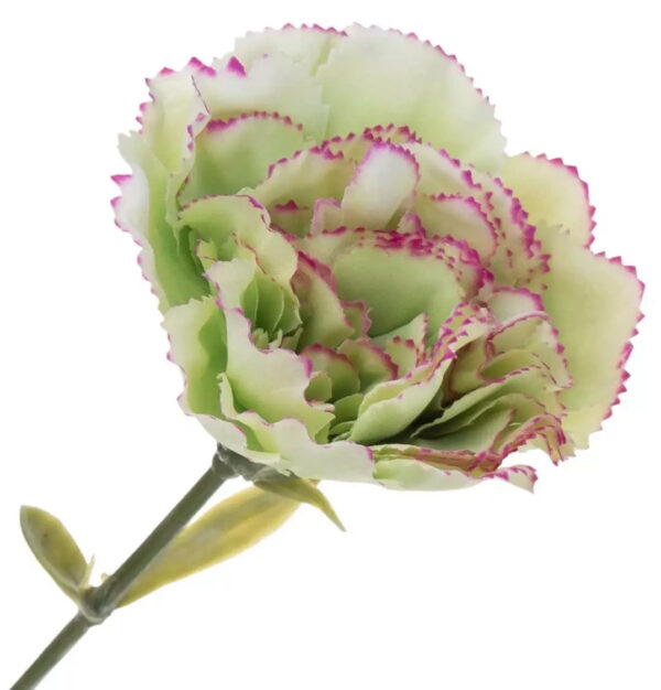 12X GOŹDZIK GAŁĄZKA GREEN EDGE FUCHSIA PISTACJA FUKSJA 67 CM - obrazek 2