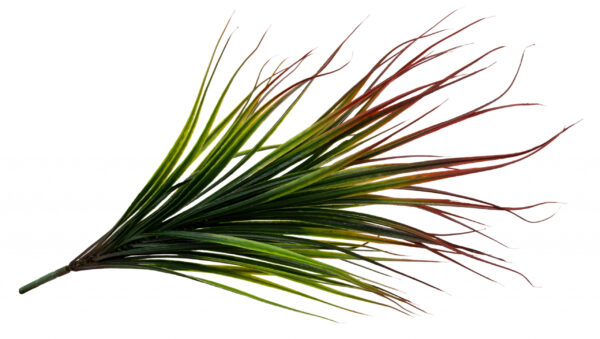 DRACENA TRAWA BUKIET PIK 58 CM - obrazek 3
