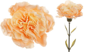 12X GOŹDZIK GAŁĄZKA DEEP PEACH BRZOSKWINIOWA 67 CM