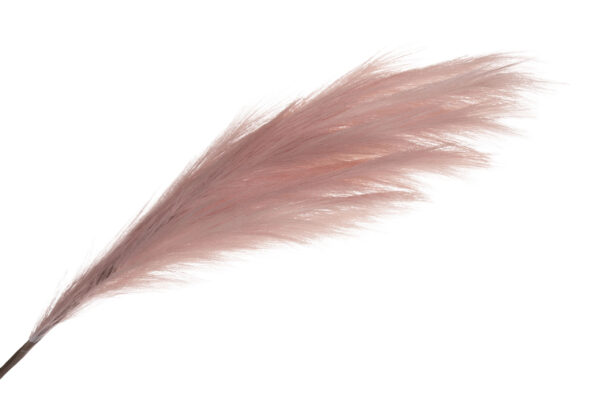 TRAWA PAMPASOWA PAMPAS RÓŻOWA 112 CM PREMIUM - obrazek 2