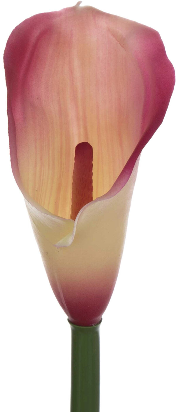 KALIA GUMOWA RÓŻ KREM 71 CM ROSE PINK