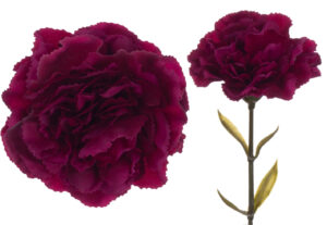 GOŹDZIK GAŁĄZKA BURGUNDY BURGUND 67 CM
