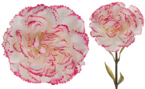 12X GOŹDZIK GAŁĄZKA CREAM EDGE BEAUTY KREM RÓŻ 67 CM
