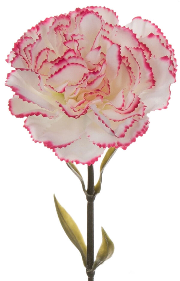 12X GOŹDZIK GAŁĄZKA CREAM EDGE BEAUTY KREM RÓŻ 67 CM - obrazek 2