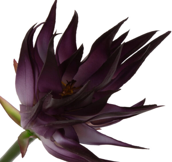 GUZMANIA LAVENDER LAWENDOWA GUMOWA 88 CM - obrazek 2