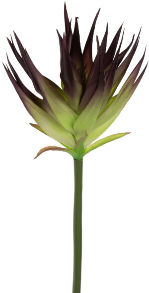 GUZMANIA GREEN EDGE DR VIOLET ZIELONA FIOLETOWA GUMOWA 88 CM
