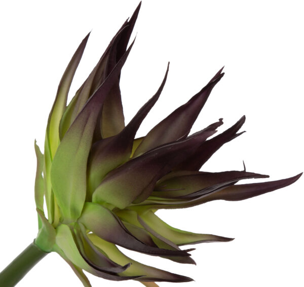 GUZMANIA GREEN EDGE DR VIOLET ZIELONA FIOLETOWA GUMOWA 88 CM - obrazek 2