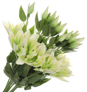 KLEMATIS JASNY ZIELONY BUKIET GAŁĄZKA X12 LT GREEN