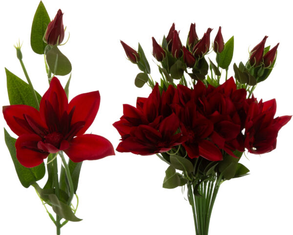 KLEMATIS CZERWONY BUKIET GAŁĄZKA X12 RED