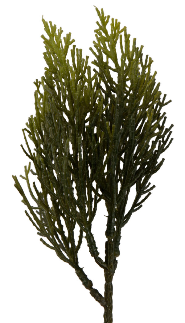 CYPRYSIK IGLAK GAŁĄZKA DO STROIKÓW 25 CM - obrazek 3