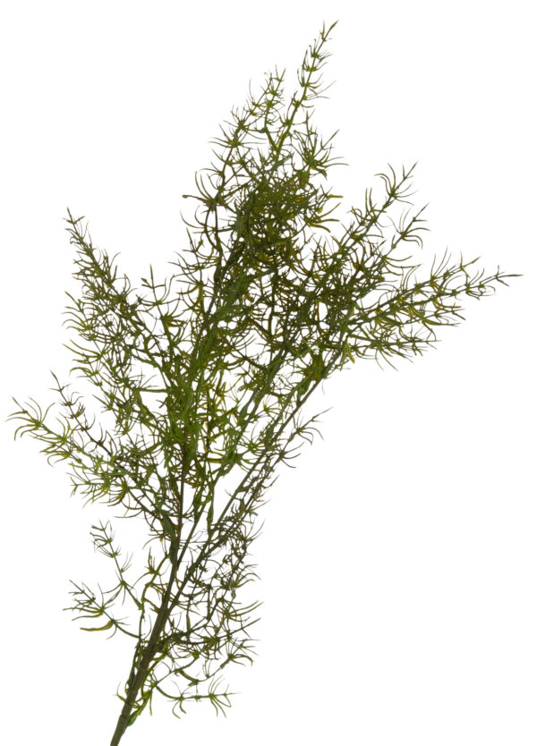 ASPARAGUS GAŁĄZKA 80 CM DODATEK KWIATY SZTUCZNE - obrazek 2