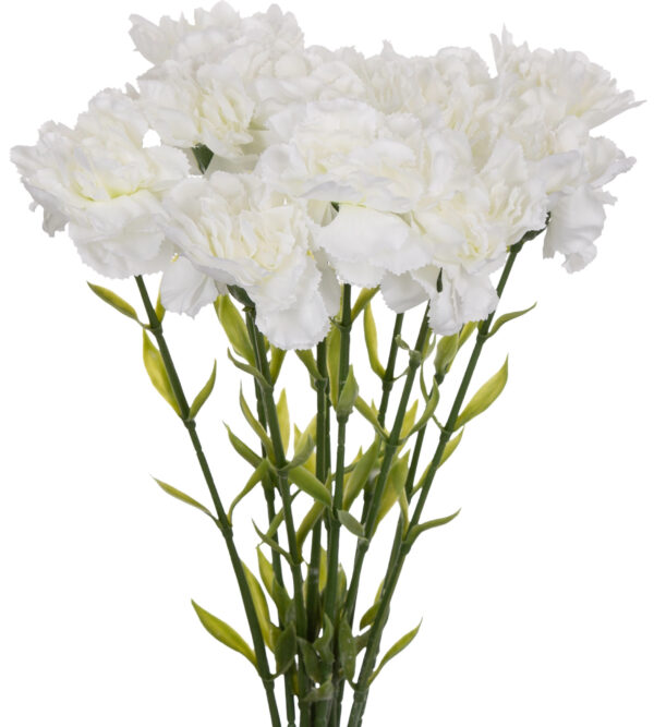 12X GOŹDZIK GAŁĄZKA BIAŁY DEEP WHITE 67 CM