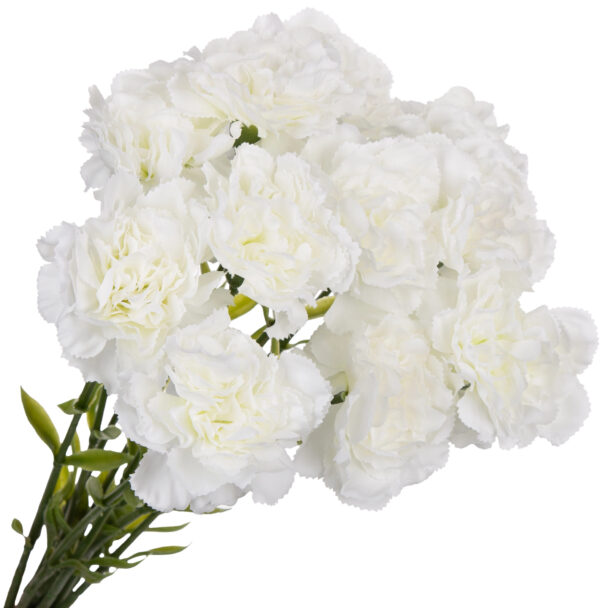 12X GOŹDZIK GAŁĄZKA BIAŁY DEEP WHITE 67 CM - obrazek 2