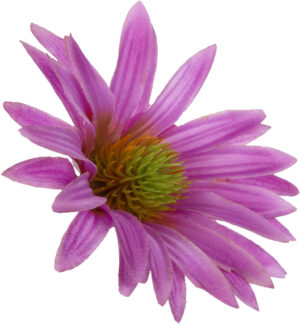 ASTER LILAC RUDBEKIA JEŻÓWKA GŁÓWKA WYROBOWA