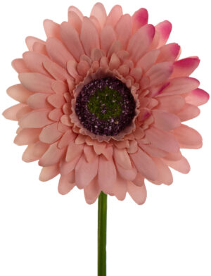 GERBERA DIRTY PINK ŁODYGOWA 46 CM