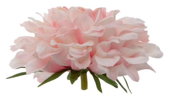 DALIA GŁÓWKA WYROBOWA CREAM LT PINK 12 SZT. - obrazek 3