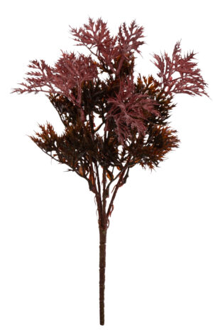 GERANIUM ANGINKA BORDOWA ZIELONA 33 CM