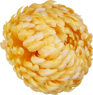 6X CHRYZANTEMA GŁÓWKA WYROBOWA SUNNY YELLOW ŻÓŁTA PREMIUM