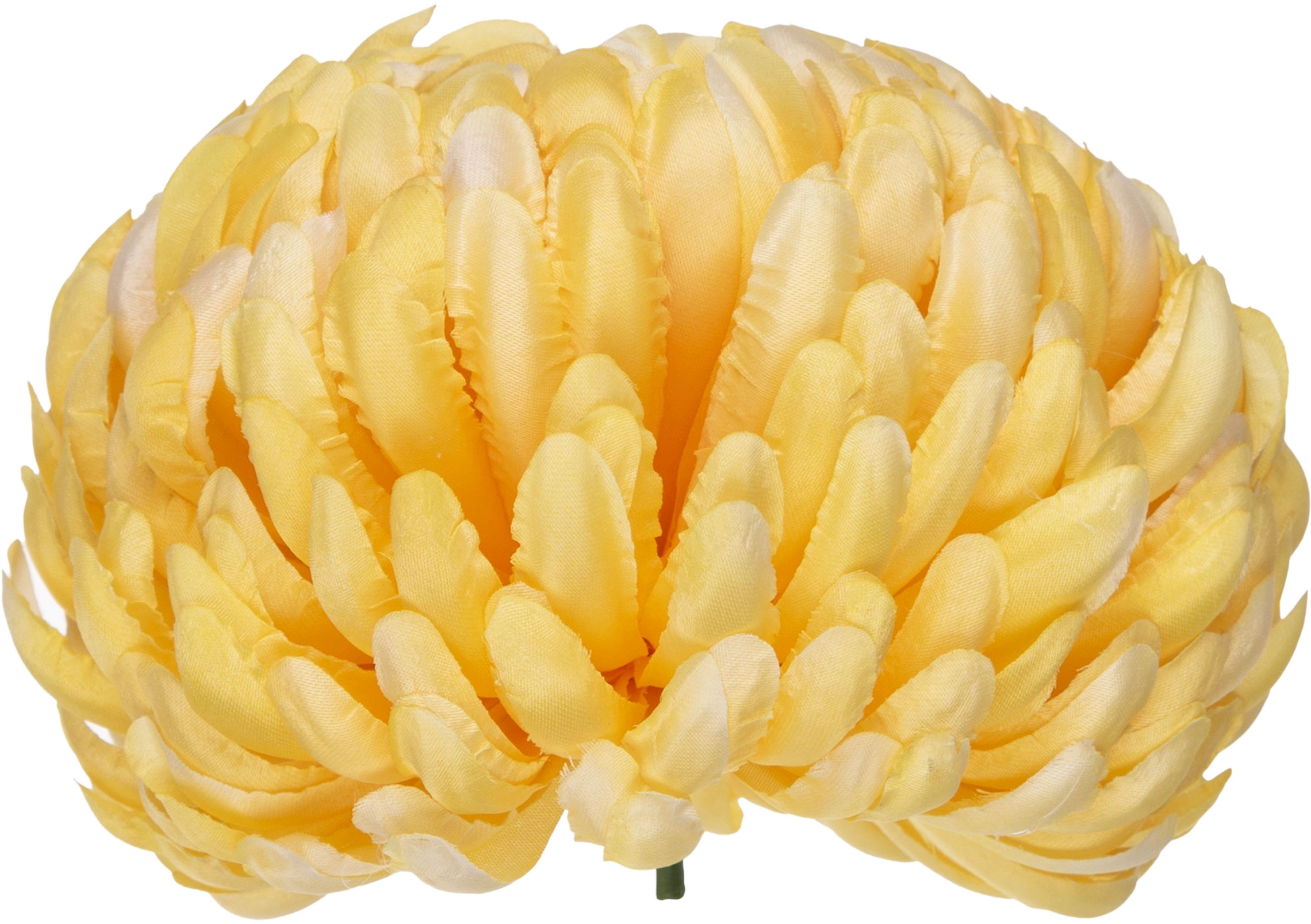 6X CHRYZANTEMA GŁÓWKA WYROBOWA SUNNY YELLOW ŻÓŁTA PREMIUM - obrazek 2