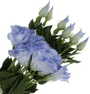 EUSTOMA PEARL BLUE GAŁAZKA 12X KWIATY SZTUCZNE 48 CM