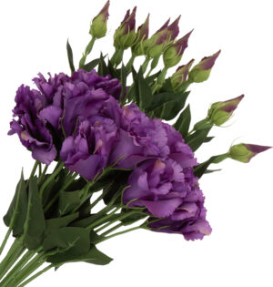12X EUSTOMA DR VIOLET GAŁAZKA 12X KWIATY SZTUCZNE 48 CM