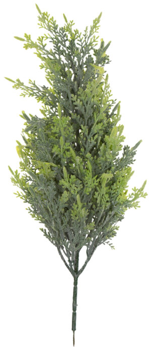 CYPRYS CYRYSIK TUJA 54 CM
