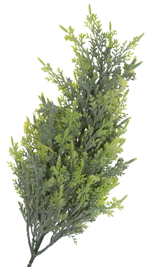 CYPRYS CYRYSIK TUJA 54 CM - obrazek 2