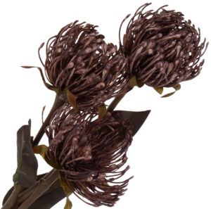 PROTEA PODUSZKOWA LEUCOSPERMUM GAŁĄZKA JASNY BRĄZ
