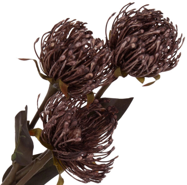 PROTEA PODUSZKOWA LEUCOSPERMUM GAŁĄZKA JASNY BRĄZ
