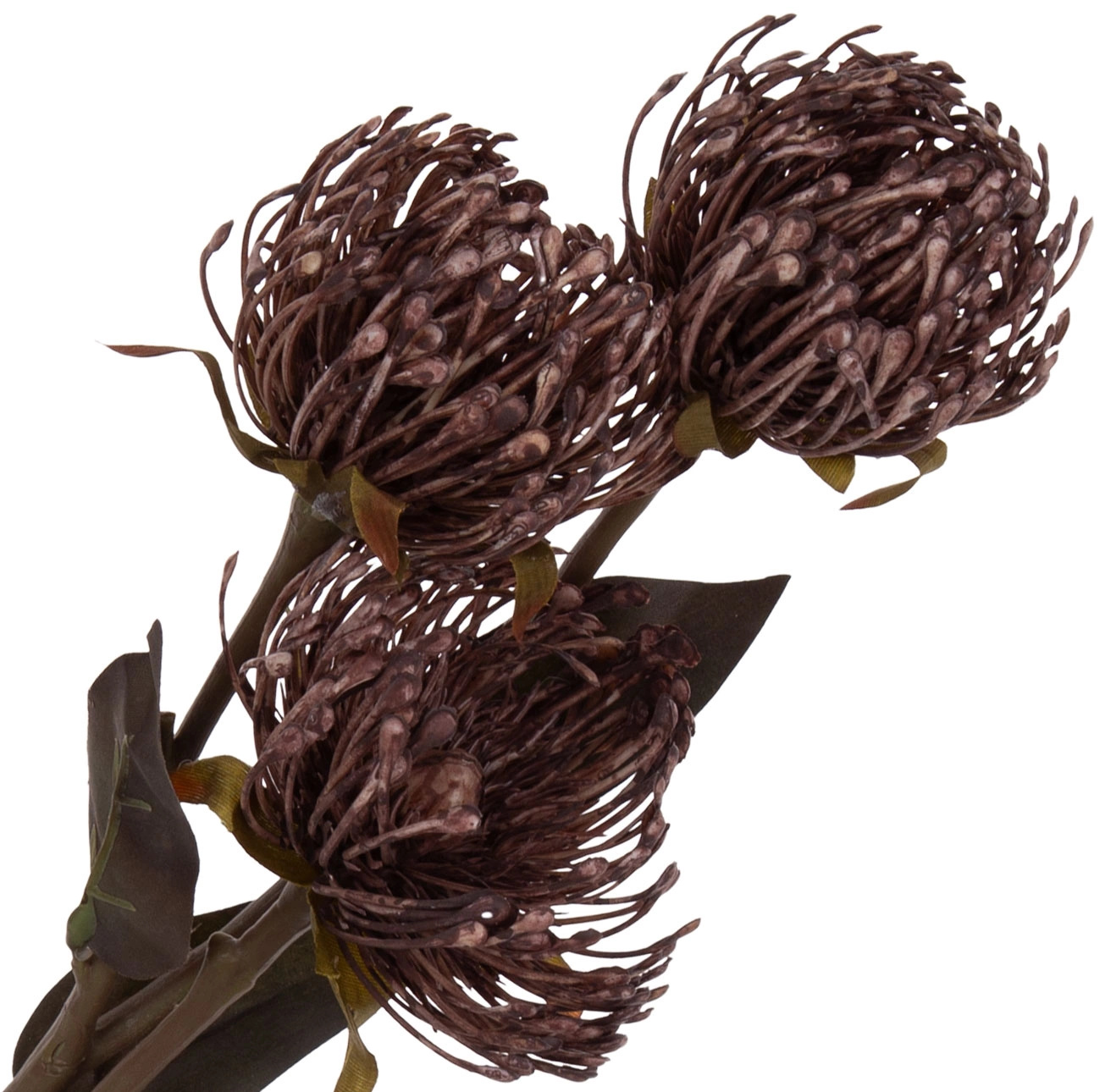PROTEA PODUSZKOWA LEUCOSPERMUM GAŁĄZKA JASNY BRĄZ