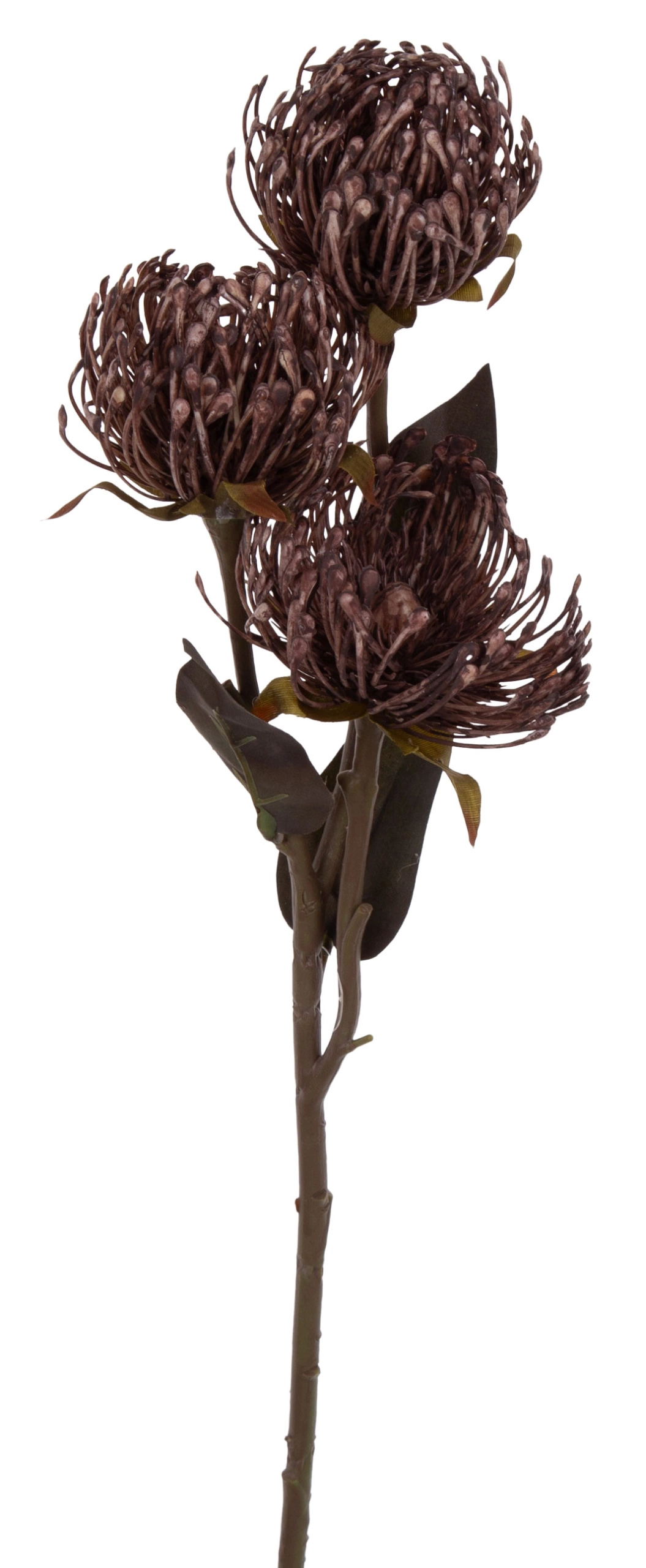 PROTEA PODUSZKOWA LEUCOSPERMUM GAŁĄZKA JASNY BRĄZ - obrazek 2