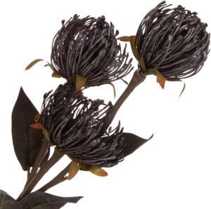 PROTEA PODUSZKOWA LEUCOSPERMUM SZARY GAŁĄZKA