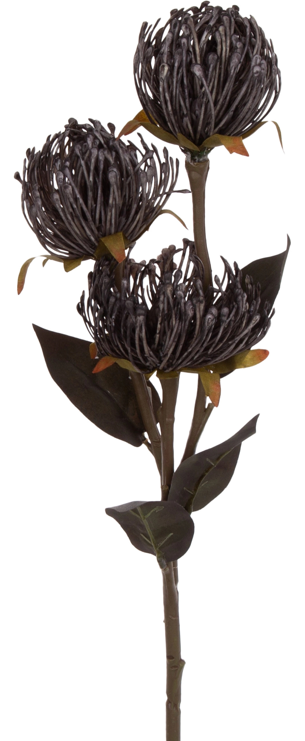 PROTEA PODUSZKOWA LEUCOSPERMUM SZARY GAŁĄZKA - obrazek 2