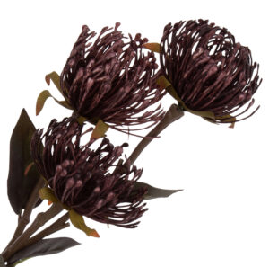 PROTEA PODUSZKOWA LEUCOSPERMUM FIOLETOWA GAŁĄZKA