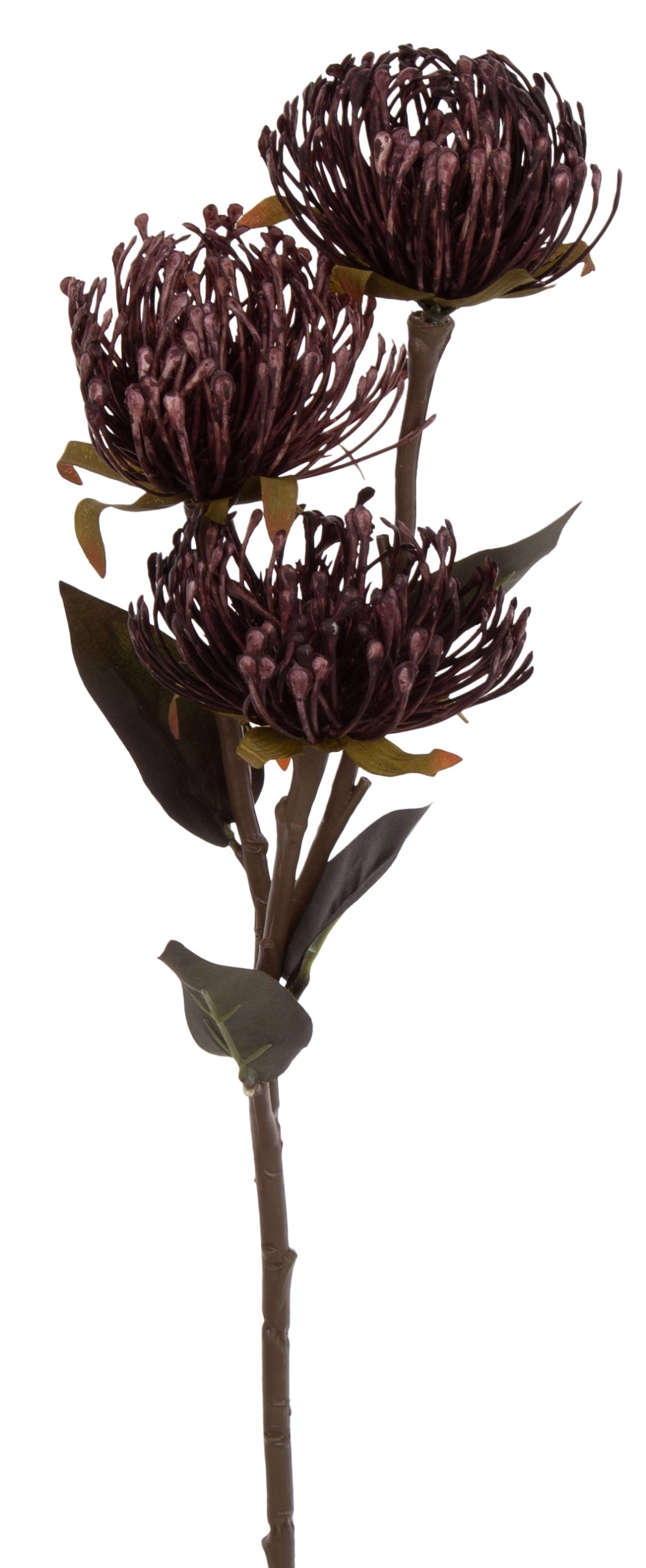 PROTEA PODUSZKOWA LEUCOSPERMUM FIOLETOWA GAŁĄZKA - obrazek 2