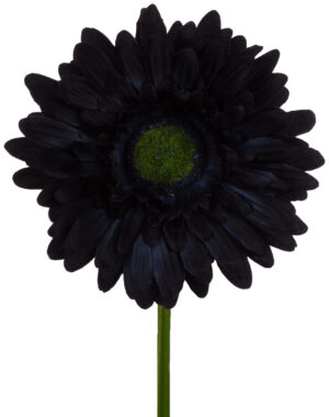 GERBERA BLUE BLACK GAŁĄZKA 46 CM ŁODYGOWA