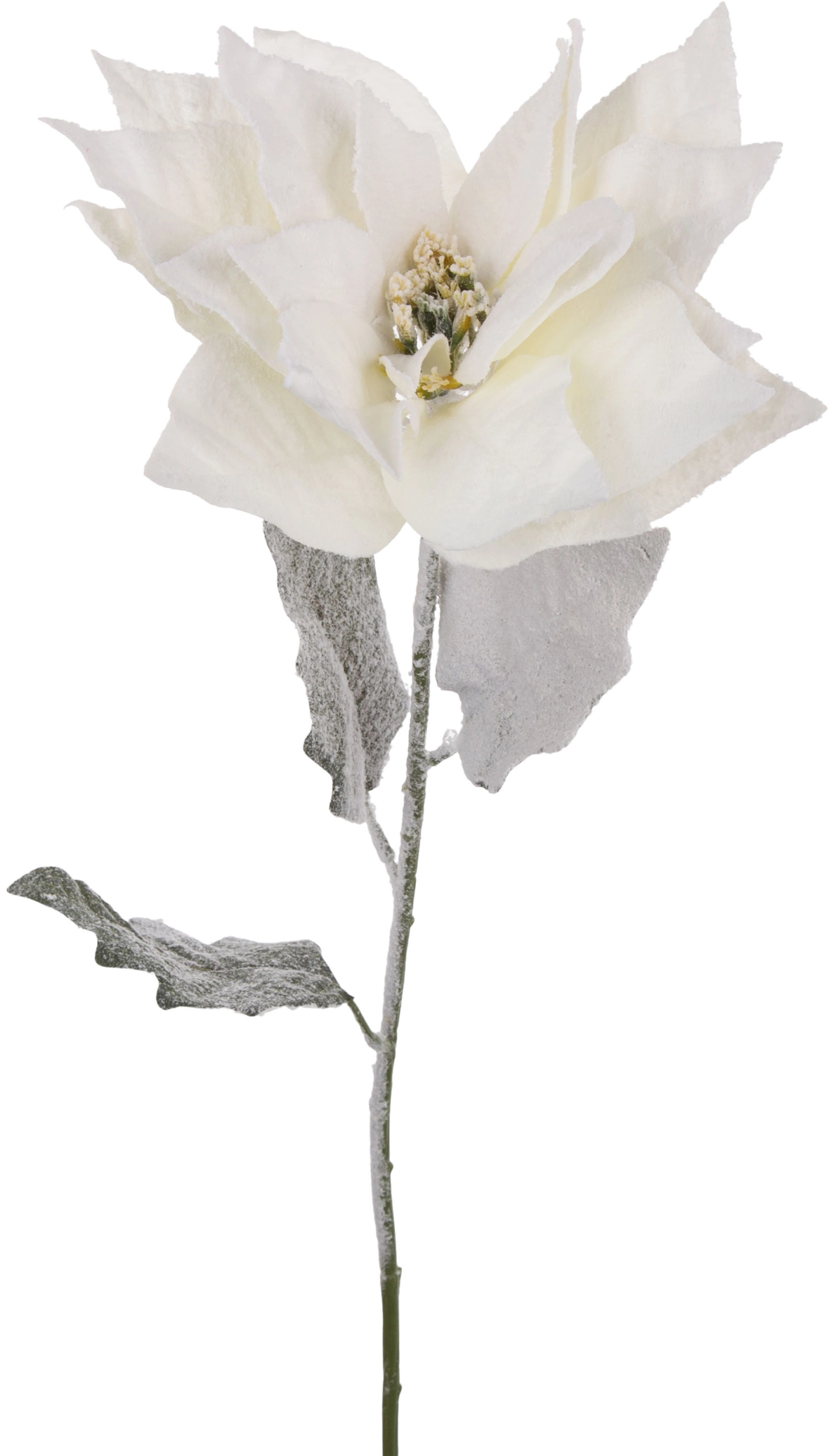 POINCESJA BIAŁA GWIAZDA BETLEJEMSKA OŚNIEŻONA 78 CM