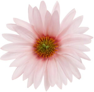 ASTER RÓŻOWY LT PINK RUDBEKIA JEŻÓWKA GŁÓWKA WYROBOWA